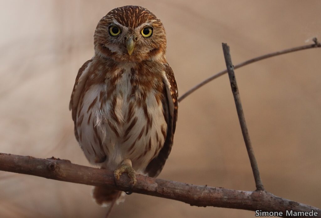 Evento “Vem Passarinhar MS” promove o birdwatching em Corumbá 3 aves1