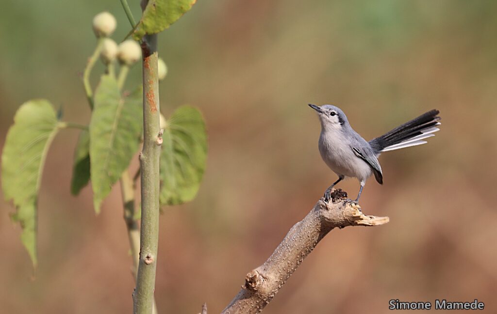 Evento “Vem Passarinhar MS” promove o birdwatching em Corumbá 4 aves2