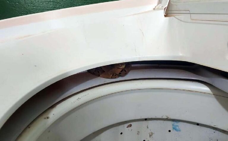 PMA captura Jararaca em creche de cidade em MS