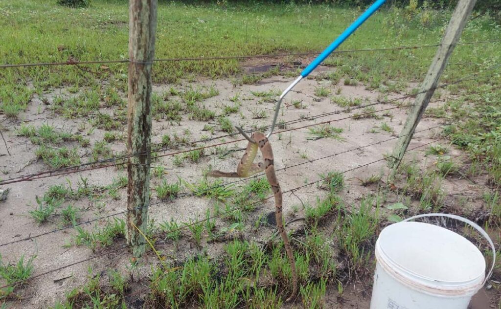 PMA captura Jararaca em creche de cidade em MS 2 jararaca2