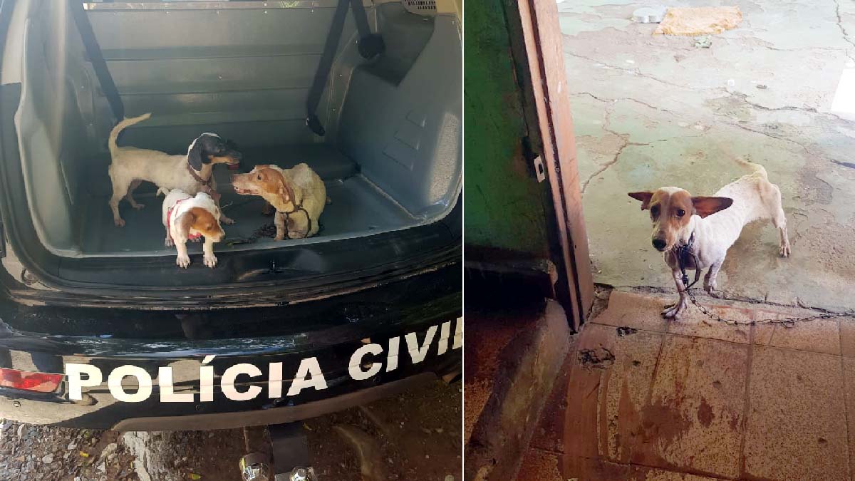 Você está visualizando atualmente Polícia Civil de Corumbá resgata cachorros vítimas de maus-tratos