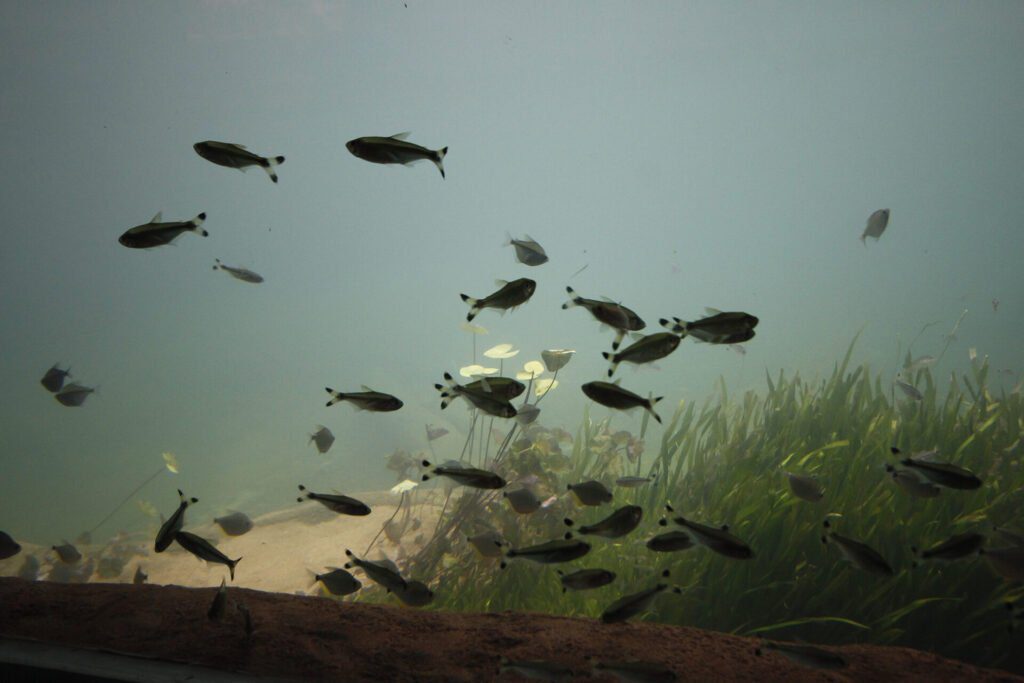 Bioparque Pantanal: conheça o maior circuito de aquários de água doce do mundo 9 Foto Edemir Rodrigues 12