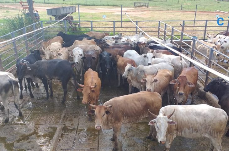 Com incentivo do Governo de MS, produção de carne orgânica e sustentável é realidade no Pantanal