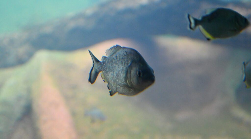 Bioparque Pantanal: conheça o maior circuito de aquários de água doce do mundo 10 Tanque de Piranhas Fto Bruno Rezende