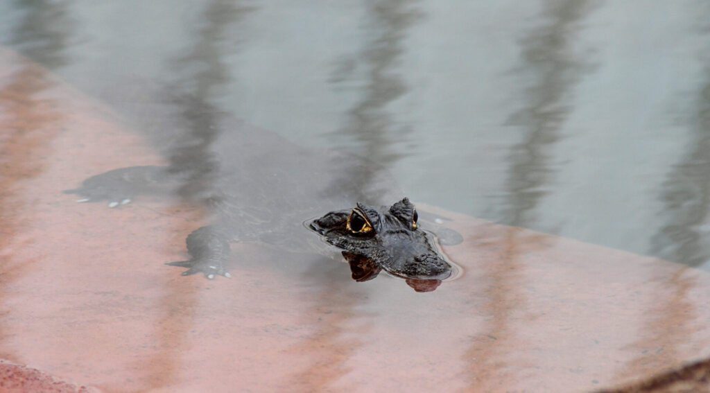 Bioparque Pantanal: conheça o maior circuito de aquários de água doce do mundo 26 Tanque dos Jacares Fto Bruno Rezende 01
