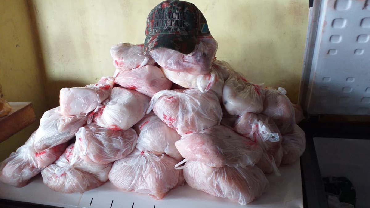 Você está visualizando atualmente PMA autua comerciante por venda ilegal de carne de jacaré em Corumbá