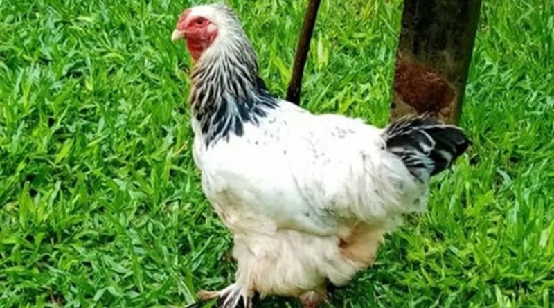 galinha