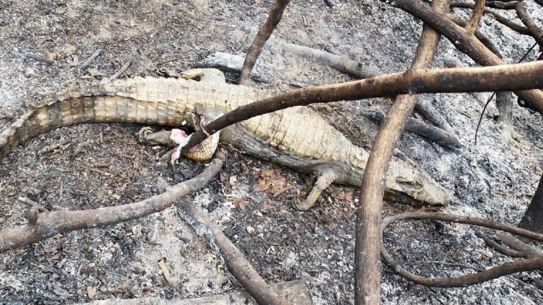 Animais morrem carbonizados com avanço do fogo no Pantanal