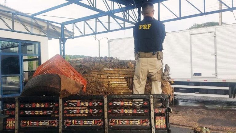 PRF apreende 626 Kg de maconha e skunk em carga de abacaxis
