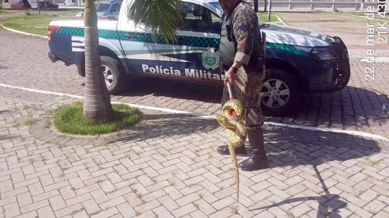 PMA captura sucuri de dois metros no auditório do Centro de Convenções de Corumbá