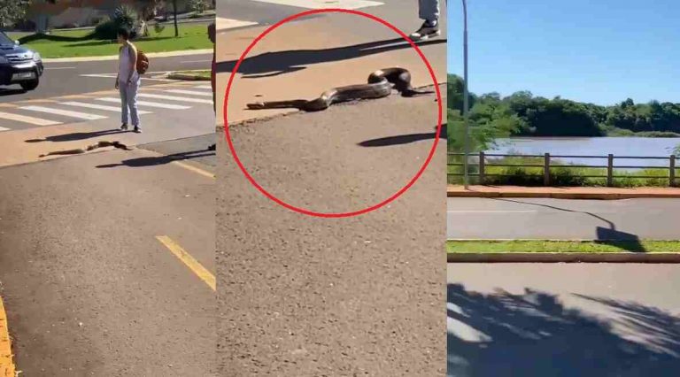 VÍDEO: Sucuri sai de lago e faz o trânsito parar em Campo Grande