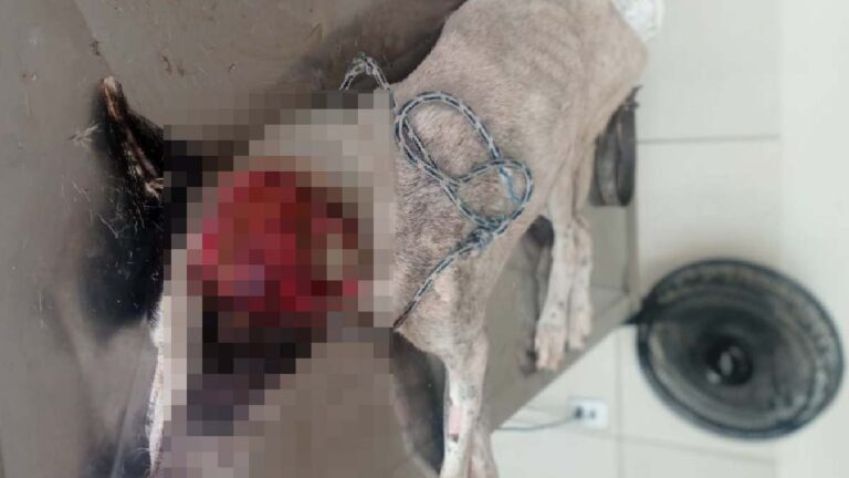 Cachorro é resgatado pela Polícia Civil com suspeita de ter sido agredido pelo tutor