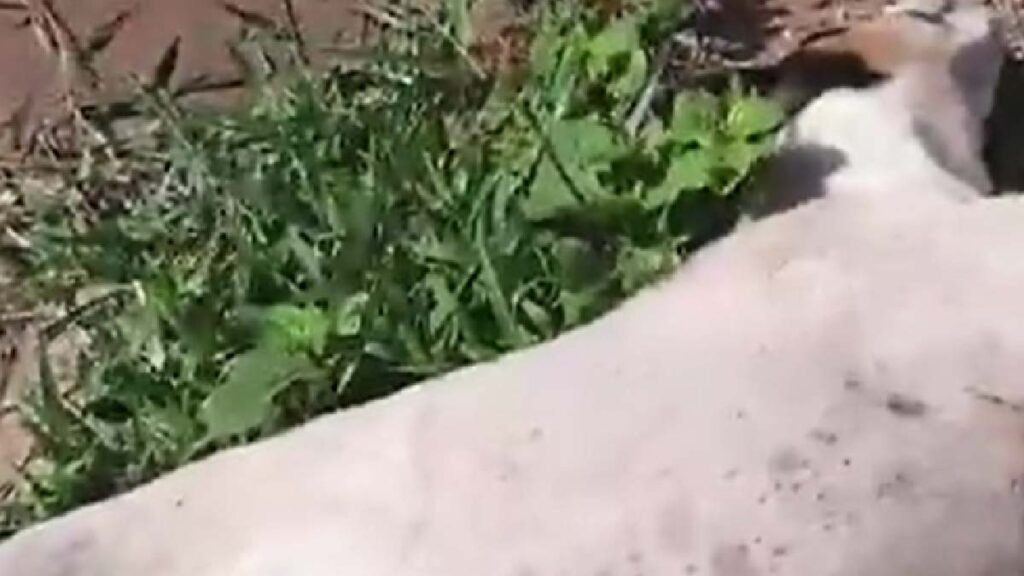 Polícia Civil prende mulher que atropelou cachorro de propósito em Corumbá 2 cachorro atropelado