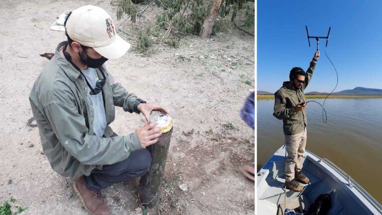 No Pantanal, programa consegue reduzir ataques de onças a rebanho