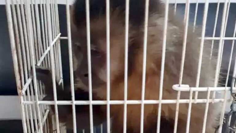 Traficante é flagrado com maconha e animal silvestre acorrentado e preso em gaiola
