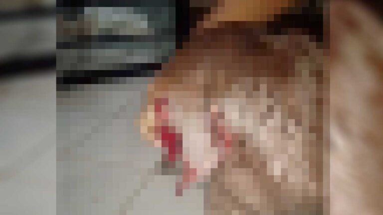 Homem é preso por cortar orelhas de cachorro com tesoura em MS