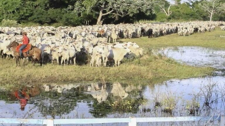 fortalecimento da pecuária