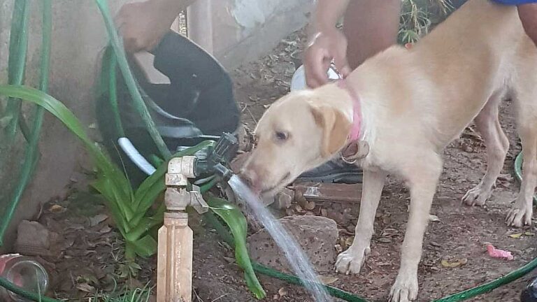 Polícia Civil resgata animal abandonado em terreno no Jardim dos Estados