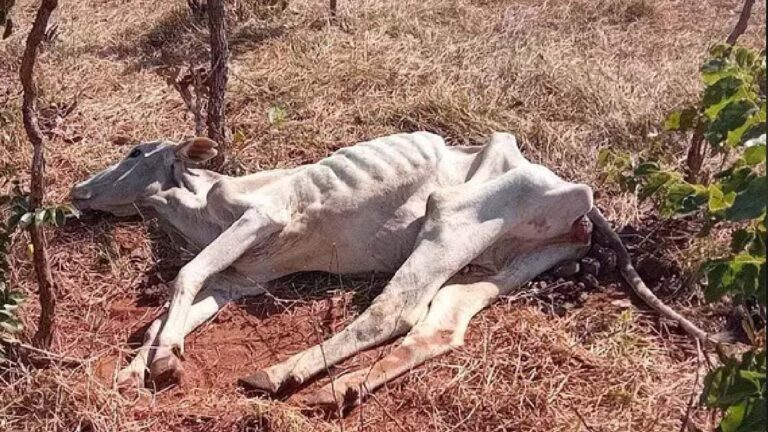 PMA multa pecuarista por deixar gado agonizando sem alimento e água em MS