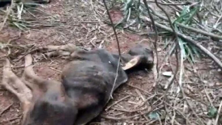 PMA multa fazendeiro por abandonar rebanho sem alimento e provocar morte de 65 animais