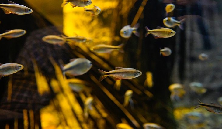 Espécie descoberta em MS tem reprodução inédita no Bioparque Pantanal