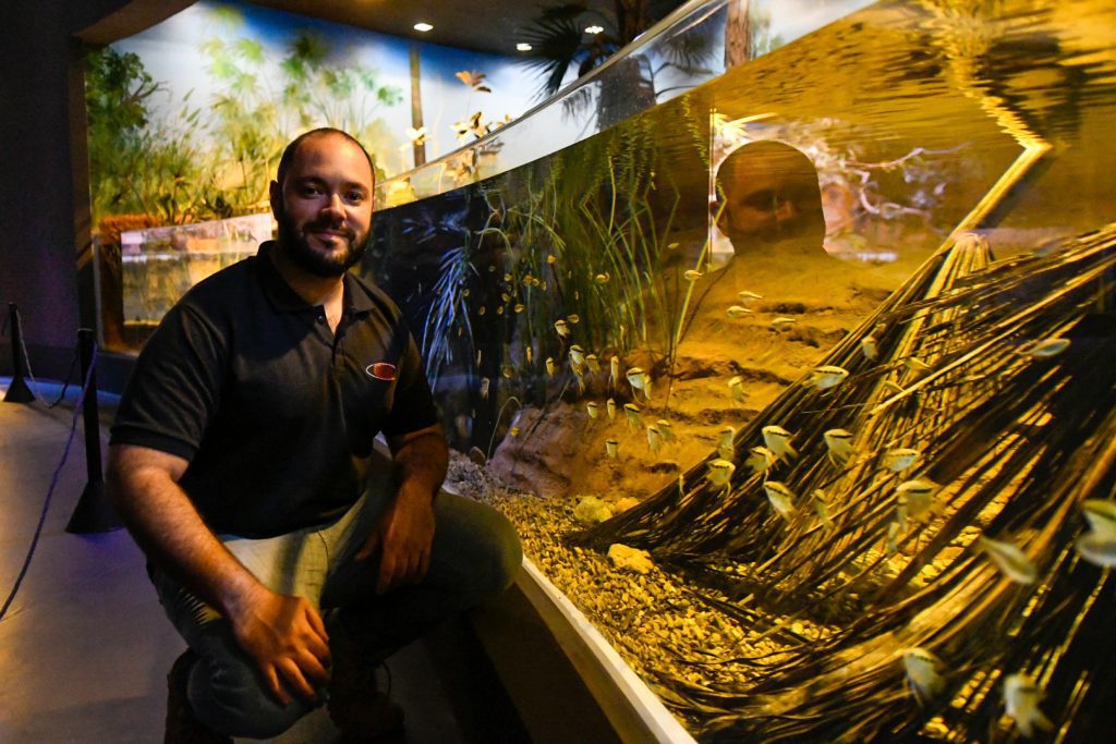 Espécie descoberta em MS tem reprodução inédita no Bioparque Pantanal 2 lambari2