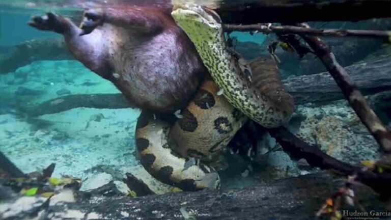 Em Bonito fotógrafo registra sucuri de 6 metros estrangulando capivara em rio