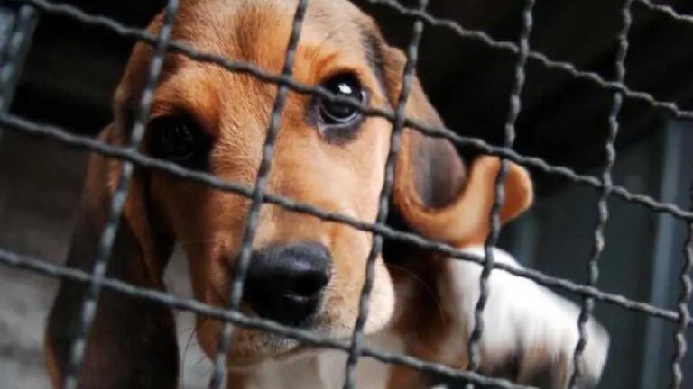 Projeto de Lei quer proibir uso de animais em testes de produtos de limpeza em MS