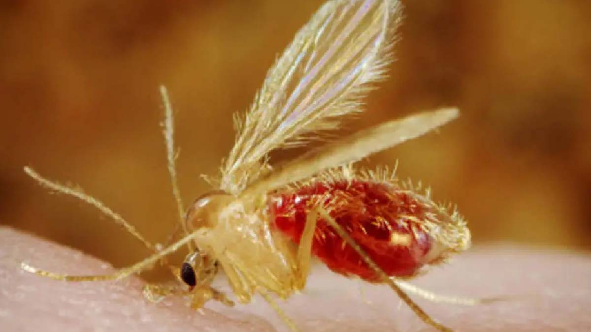leishmaniose