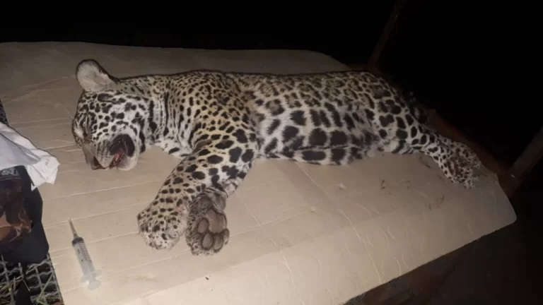 Três Onças-Pintadas morreram atropeladas nos últimos seis meses em MS