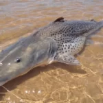 Pesca de pintado passa a ser proibida em todo o Brasil a partir de setembro