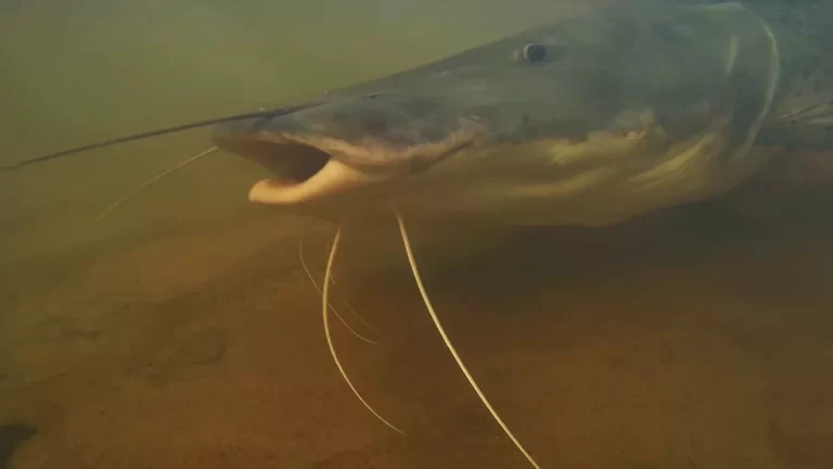 Ministério prorroga portaria e pesca do Pintado continua liberada em MS