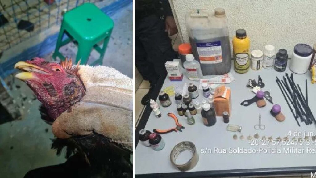 Polícia fecha criadouro de galos de rinha que seriam exportados para Bolívia 2 rinha de galo2