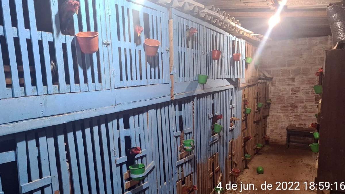 Você está visualizando atualmente Polícia fecha criadouro de galos de rinha que seriam exportados para Bolívia