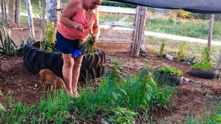 Dia do Agricultor: negócios que saem da terra e vão para a mesa