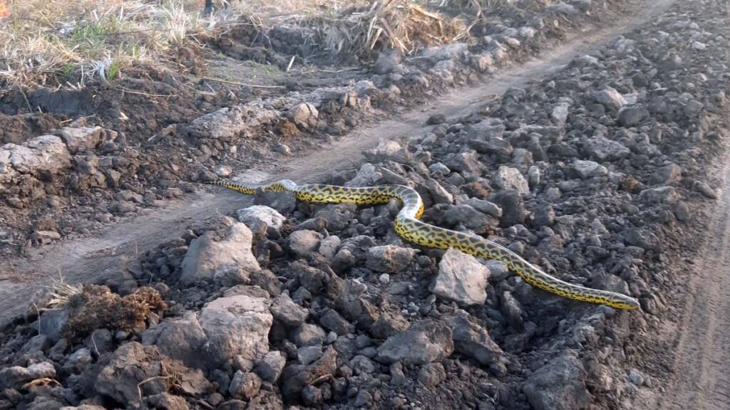 Bombeiros atuam em três frentes de combate aos incêndios no Pantanal 3 inceindio abobral2