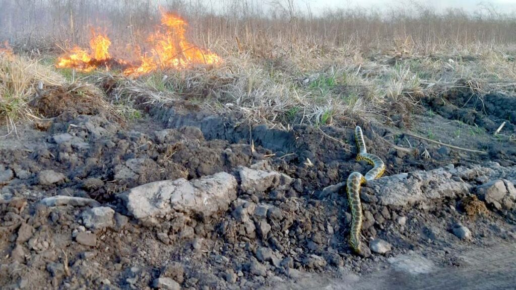 Bombeiros atuam em três frentes de combate aos incêndios no Pantanal 2 inceindio abobral4