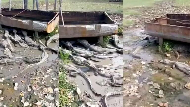 Jacarés se aglomeram em poça de lama para fugir da seca no Pantanal