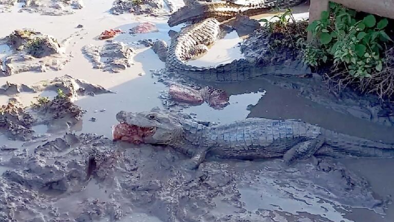 Grupo de resgate alimenta jacarés debilitados por causa da seca no Pantanal