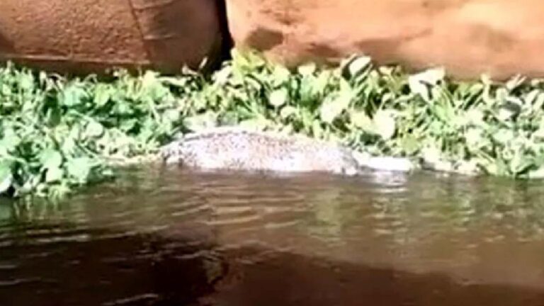 PMA investiga caso de onça-pintada encontrada morta em Ladário