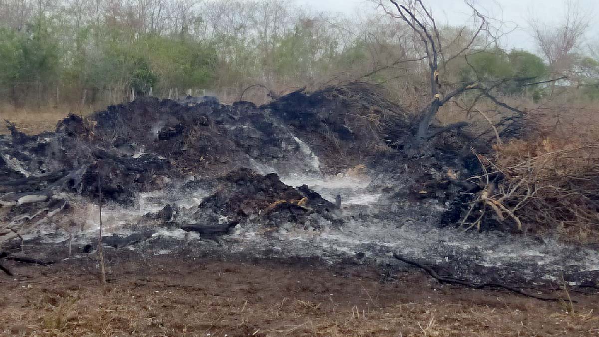Você está visualizando atualmente Homem é multado por produzir queimada em período proibido no Pantanal
