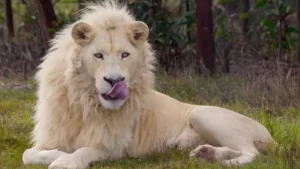 Leia mais sobre o artigo Leões matam homem que tentou invadir zoológico em Gana