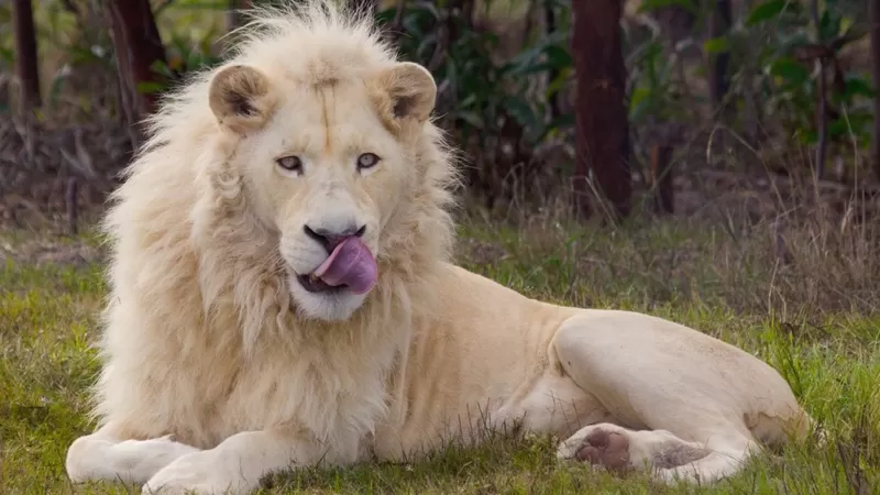 Você está visualizando atualmente Leões matam homem que tentou invadir zoológico em Gana
