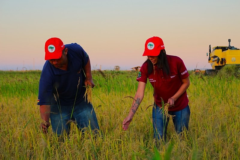 Você está visualizando atualmente Lula está certo sobre MST ser o maior produtor de arroz orgânico do Brasil?