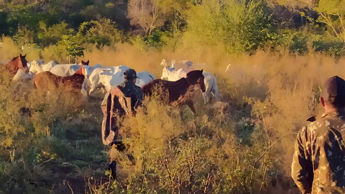 Você está visualizando atualmente PMA flagra travessia irregular de mais de 200 cabeças de gado na fronteira de Corumbá com a Bolívia