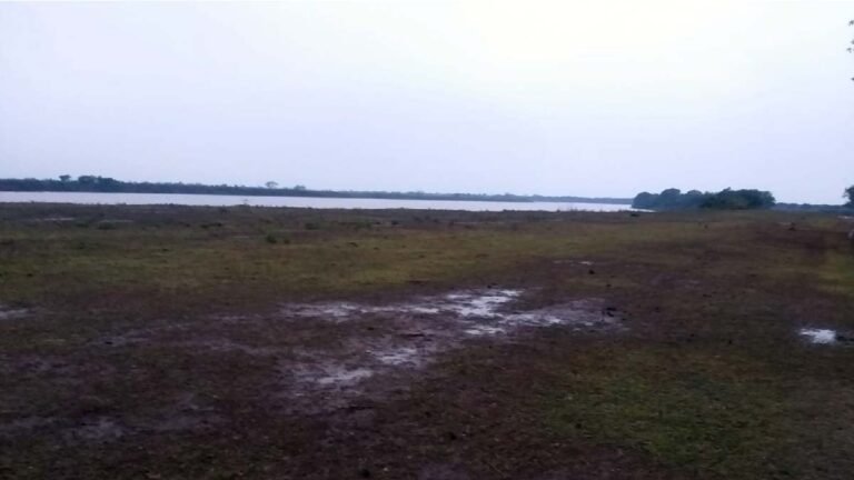 Chegada da chuva extingue focos de incêndios que atingiam regiões no Pantanal