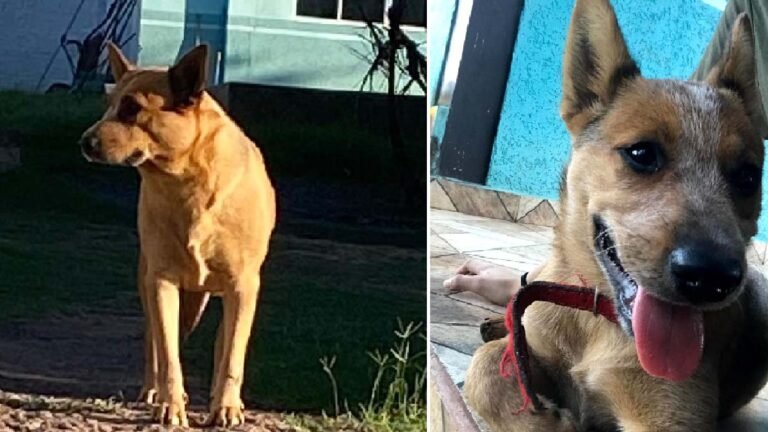 Alguém viu a Larica? Família procura animal de estimação que sumiu no Cristo Redentor