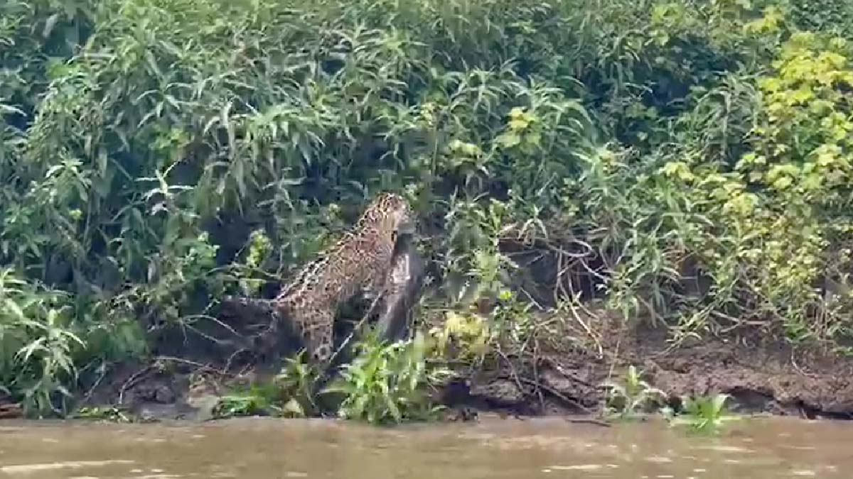 Você está visualizando atualmente Vídeo mostra onça-pintada caçando jacaré no Pantanal de MS