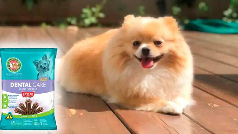 Exame comprova morte de cachorrinha por intoxicação com petisco em Campo Grande