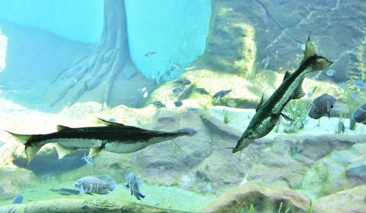 Bioparque Pantanal alerta para a importância da Piracema